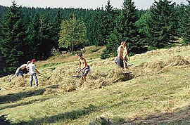 Eco camp in the Zechengrund at Oberwiesenthal