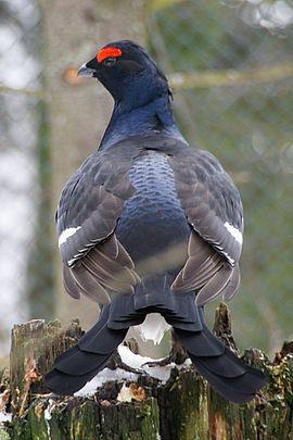 Black grouse in an outdoor enclosure in the Bavarian Forest National Park